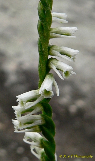 {Spiranthes lacera var. gracilis}